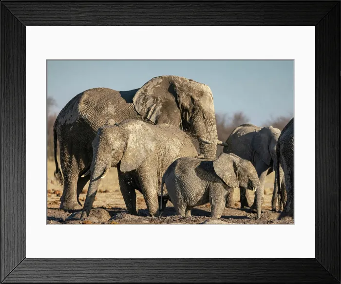 Framed Print : Elephant herd drinking at a waterhole, Nxai Pan National Park, Botswana Framed Print : Elephant herd drinking at a waterhole, Nxai Pan National Park, Botswana