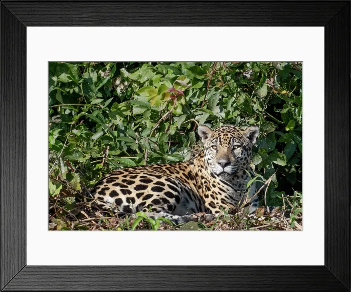 Framed Print : South America, Brazil, Mato Grosso, Pantanal; Jaguar (panthera onca) Framed Print : South America, Brazil, Mato Grosso, Pantanal; Jaguar (panthera onca)