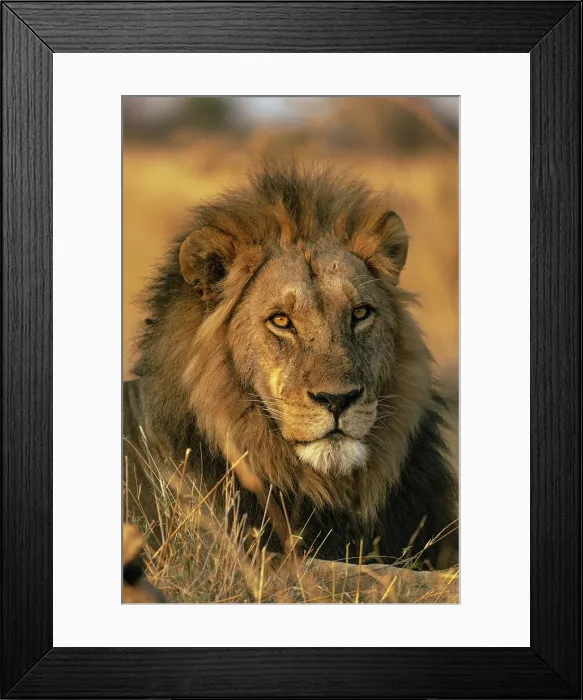 Framed Print : Male Lion portrait, Moremi Game Reserve, Okavango Delta, Botswana