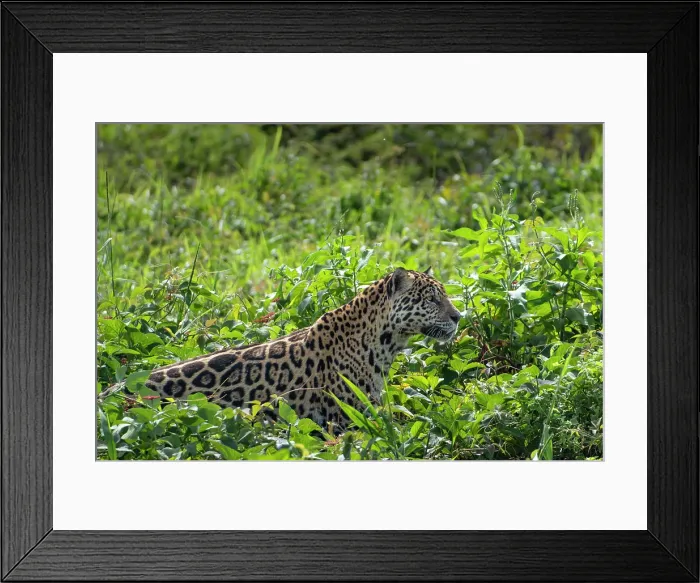 Framed Print : South America, Brazil, Mato Grosso, Pantanal; Jaguar (panthera onca)