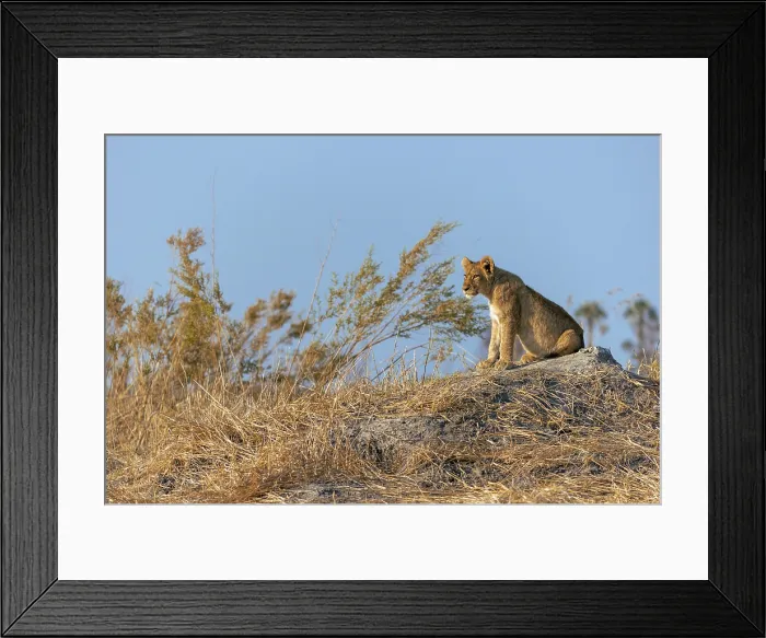 Framed Print : Lion cub sitting on a mound, Moremi Game Reserve, Okavango Delta, Botswana Framed Print : Lion cub sitting on a mound, Moremi Game Reserve, Okavango Delta, Botswana