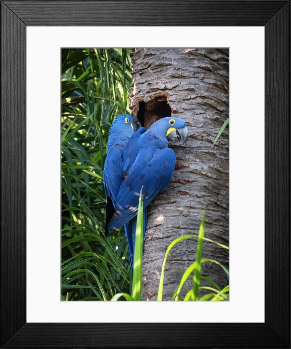 Framed Print : South America, Brazil, Mato Grosso, Pantanal, a pair of nesting Hyacinth Macaw or Hyacinthine Macaws (Anodorhynchus hyacinthinus) outside their nest hollowed out of a palm tree Framed Print : South America, Brazil, Mato Grosso, Pantanal, a pair of nesting Hyacinth Macaw or Hyacinthine Macaws (Anodorhynchus hyacinthinus) outside their nest hollowed out of a palm tree