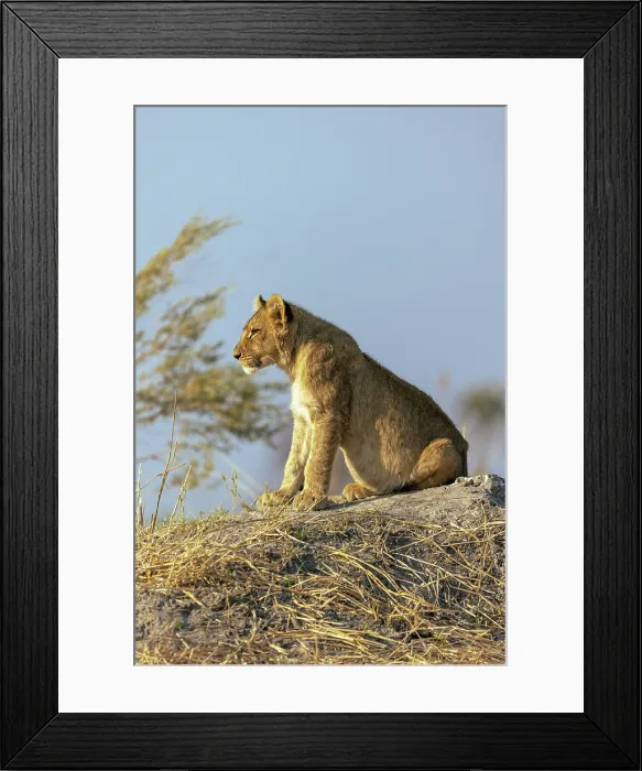 Framed Print : Lion cub sitting on a mound, Moremi Game Reserve, Okavango Delta, Botswana Framed Print : Lion cub sitting on a mound, Moremi Game Reserve, Okavango Delta, Botswana