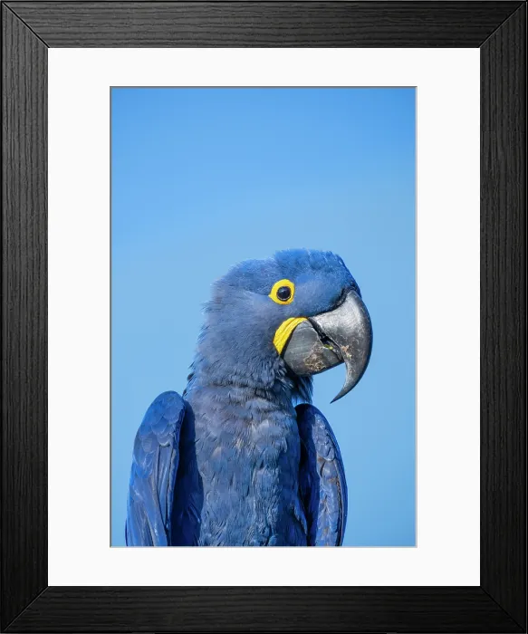 Framed Print : South America, Brazil, Mato Grosso, Pantanal, Hyacinth Macaw or Hyacinthine Macaw (Anodorhynchus hyacinthinus) isolated against blue sky Framed Print : South America, Brazil, Mato Grosso, Pantanal, Hyacinth Macaw or Hyacinthine Macaw (Anodorhynchus hyacinthinus) isolated against blue sky
