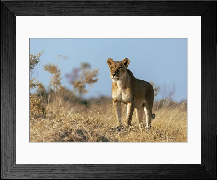 Framed Print : Lioness surveying the plains for prey, Moremi Game Reserve, Okavango Delta, Botswana Framed Print : Lioness surveying the plains for prey, Moremi Game Reserve, Okavango Delta, Botswana