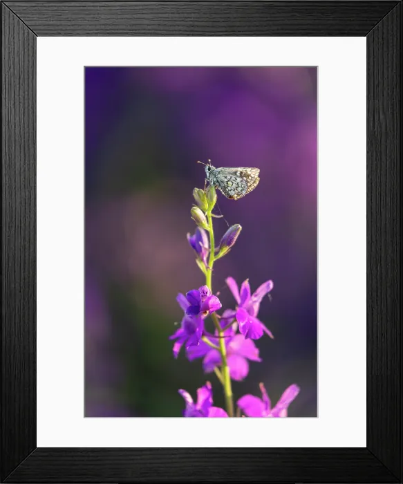 Framed Print : Yellow-banded skipper (Pyrgus sidae) with worn yellow bands, Rhodope Mountains, Bulgaria, June 2025 Framed Print : Yellow-banded skipper (Pyrgus sidae) with worn yellow bands, Rhodope Mountains, Bulgaria, June 2025