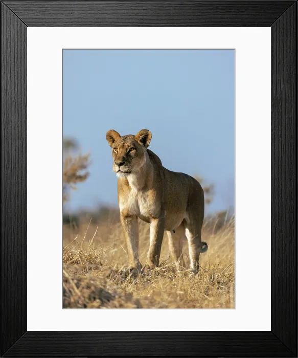 Framed Print : Lioness surveying the plains for prey, Moremi Game Reserve, Okavango Delta, Botswana Framed Print : Lioness surveying the plains for prey, Moremi Game Reserve, Okavango Delta, Botswana