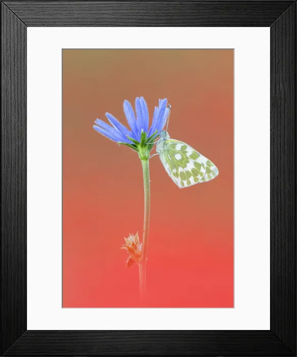 Framed Print : Eastern Bath White (Pontia edusa) roosting upon Common chicory (Cichorium intybus) in field of poppies, Rhodope Mountains, Bulgaria, June 2024