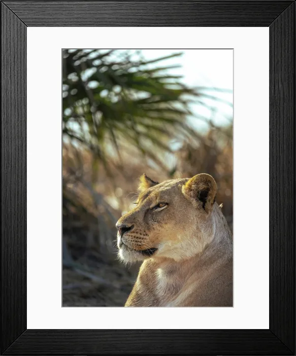 Framed Print : Lioness portrait, Moremi Game Reserve, Okavango Delta, Botswana Framed Print : Lioness portrait, Moremi Game Reserve, Okavango Delta, Botswana