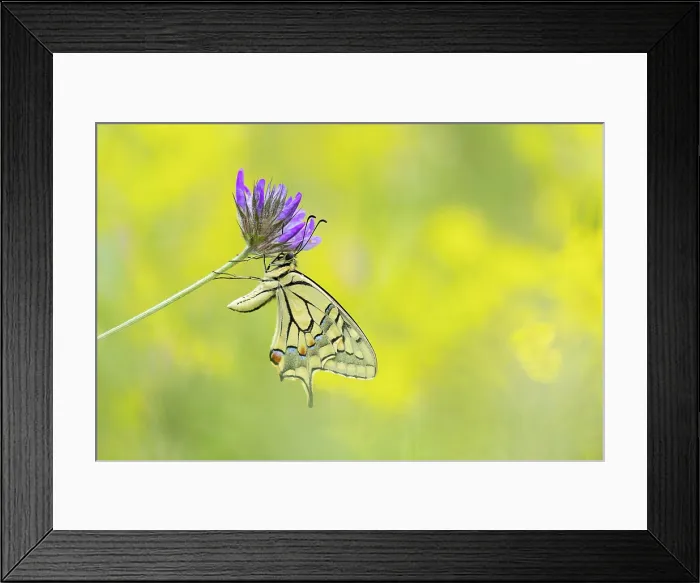 Framed Print : Swallowtail (Papilio machaon) roosting on vetch in wildflower meadow, Rhodope Mountains, Bulgaria, May 2025 Framed Print : Swallowtail (Papilio machaon) roosting on vetch in wildflower meadow, Rhodope Mountains, Bulgaria, May 2025