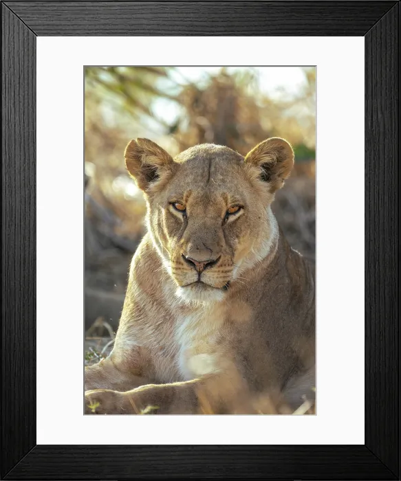 Framed Print : Lioness portrait, Moremi Game Reserve, Okavango Delta, Botswana
