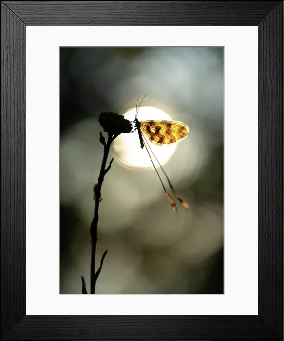 Framed Print : Spoonwing lacewing (Nemoptera sinuata), Rhodope Mountains, Bulgaria, May 2025 Framed Print : Spoonwing lacewing (Nemoptera sinuata), Rhodope Mountains, Bulgaria, May 2025