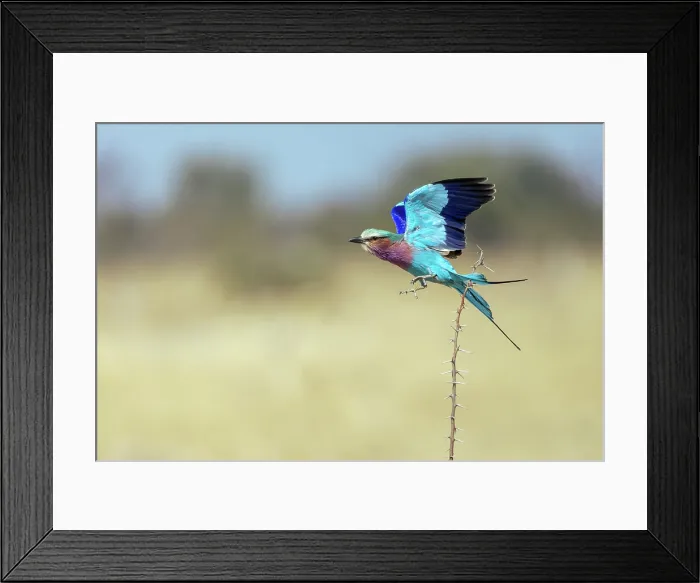 Framed Print : Lilac Breasted Roller taking flight, Moremi Game Reserve, Okavango Delta, Botswana Framed Print : Lilac Breasted Roller taking flight, Moremi Game Reserve, Okavango Delta, Botswana