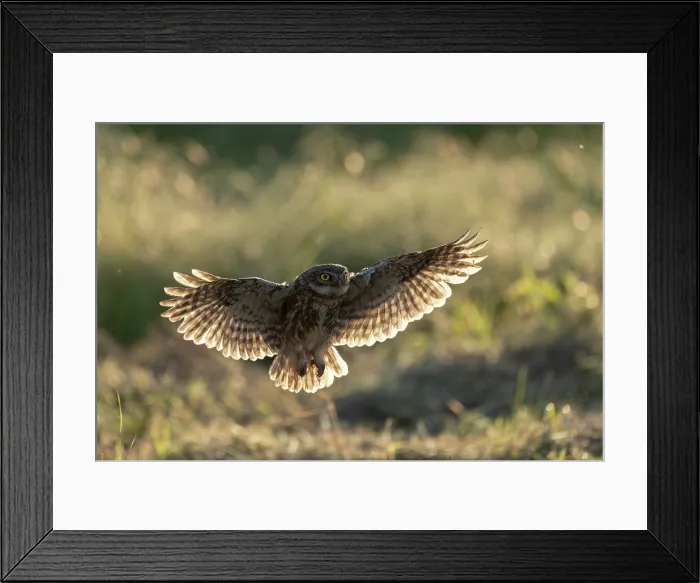 Framed Print : Little Owl (Athene noctua) in flight, Rhodope Mountains, Bulgaria, May 2025 Framed Print : Little Owl (Athene noctua) in flight, Rhodope Mountains, Bulgaria, May 2025