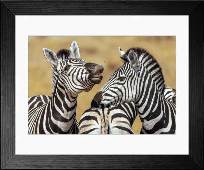 Framed Print : Comic Zebra faces, Moremi Game Reserve, Okavango Delta, Botswana Framed Print : Comic Zebra faces, Moremi Game Reserve, Okavango Delta, Botswana