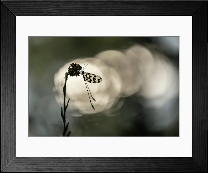 Framed Print : Spoonwing lacewing (Nemoptera sinuata), Rhodope Mountains, Bulgaria, May 2025 Framed Print : Spoonwing lacewing (Nemoptera sinuata), Rhodope Mountains, Bulgaria, May 2025