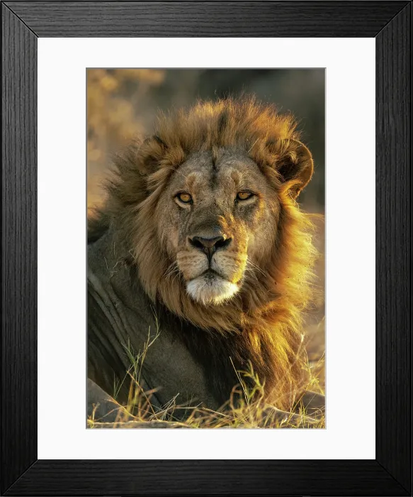 Framed Print : Male Lion portrait, Moremi Game Reserve, Okavango Delta, Botswana Framed Print : Male Lion portrait, Moremi Game Reserve, Okavango Delta, Botswana
