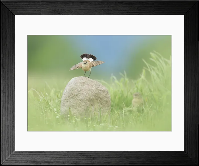 Framed Print : Isabelline Wheatear (Oenanthe isabellina) perched on rock, Bulgaria, May 2025 Framed Print : Isabelline Wheatear (Oenanthe isabellina) perched on rock, Bulgaria, May 2025