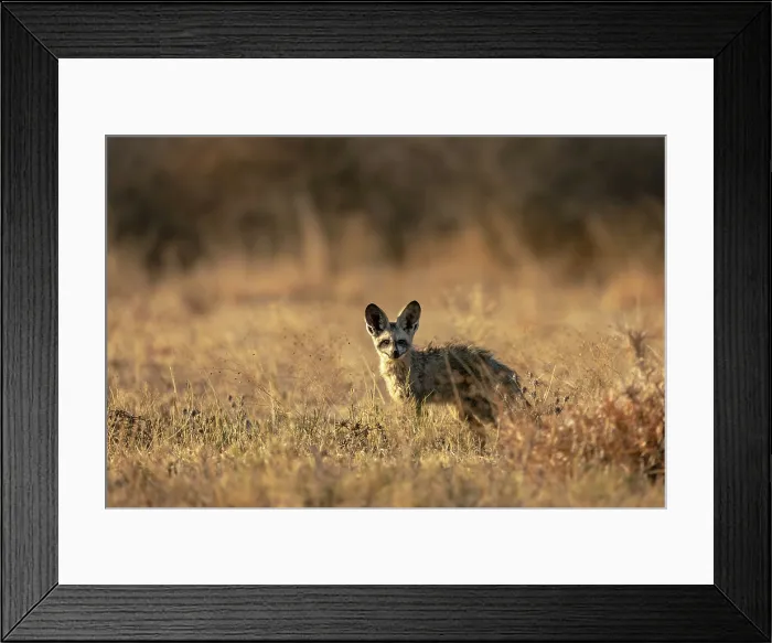 Framed Print : A Bat Eared Fox, Nxai Pan National Park, Botswana