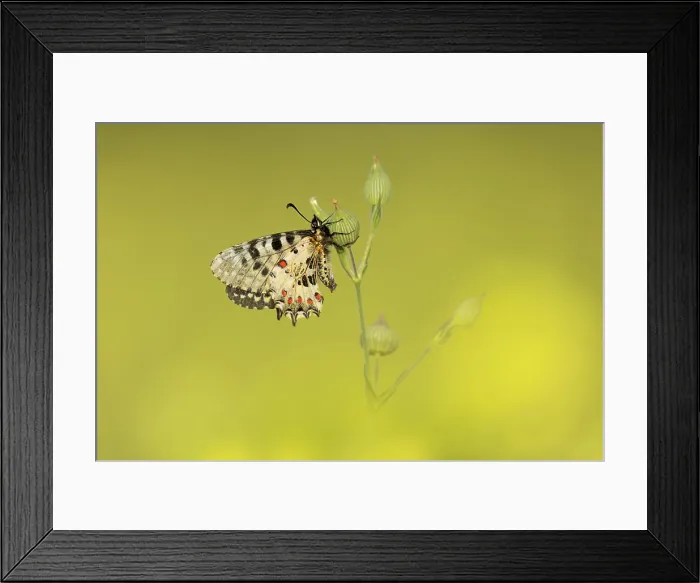 Framed Print : Eastern Festoon (Allancastria cerisyi) surrounded by yellow wildflowers, Rhodope Mountains, Bulgaria, May 2025 Framed Print : Eastern Festoon (Allancastria cerisyi) surrounded by yellow wildflowers, Rhodope Mountains, Bulgaria, May 2025