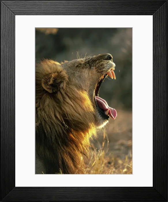 Framed Print : Male Lion yawning portrait, Moremi Game Reserve, Okavango Delta, Botswana Framed Print : Male Lion yawning portrait, Moremi Game Reserve, Okavango Delta, Botswana