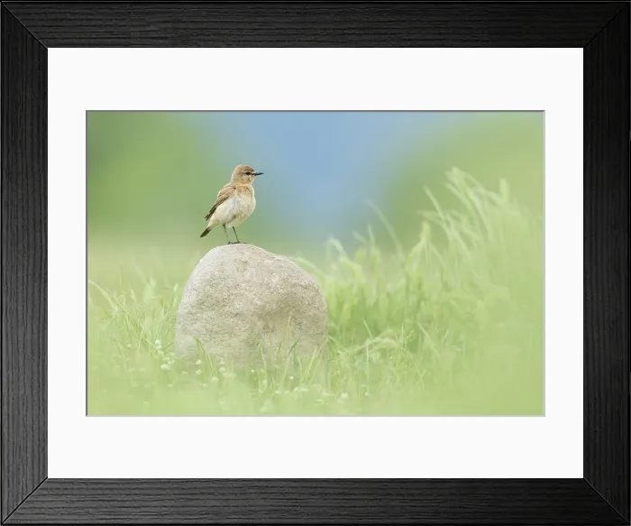 Framed Print : Isabelline Wheatear (Oenanthe isabellina) perched on rock, Bulgaria, May 2025 Framed Print : Isabelline Wheatear (Oenanthe isabellina) perched on rock, Bulgaria, May 2025