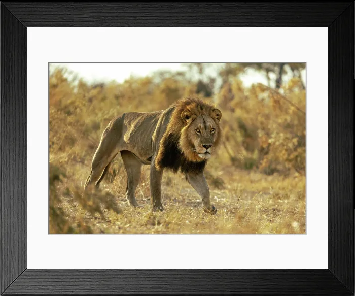 Framed Print : Male Lion walking with intent, Moremi Game Reserve, Okavango Delta, Botswana Framed Print : Male Lion walking with intent, Moremi Game Reserve, Okavango Delta, Botswana