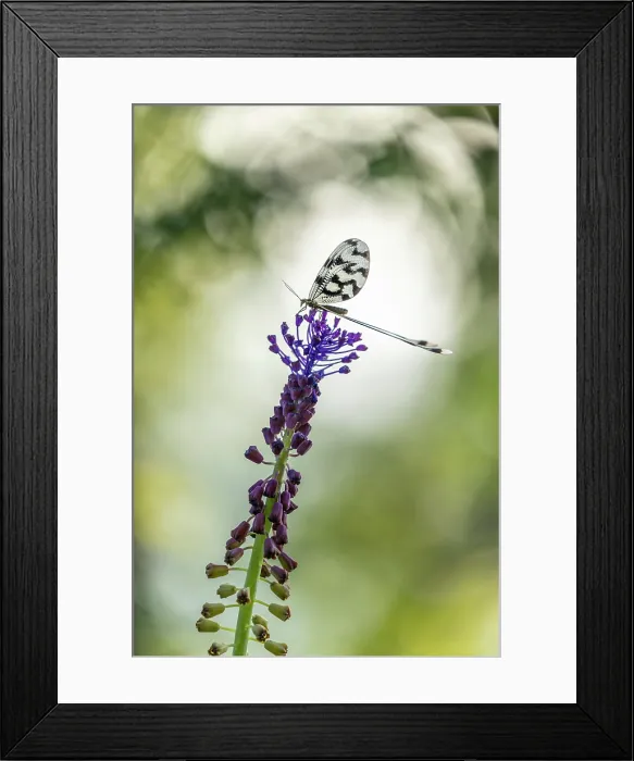 Framed Print : Spoonwing lacewing (Nemoptera sinuata), Rhodope Mountains, Bulgaria, May 2025 Framed Print : Spoonwing lacewing (Nemoptera sinuata), Rhodope Mountains, Bulgaria, May 2025