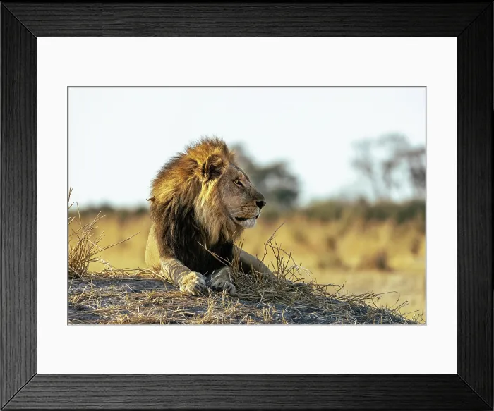 Framed Print : Male Lion lying on a mound in early light, Moremi Game Reserve, Okavango Delta, Botswana Framed Print : Male Lion lying on a mound in early light, Moremi Game Reserve, Okavango Delta, Botswana