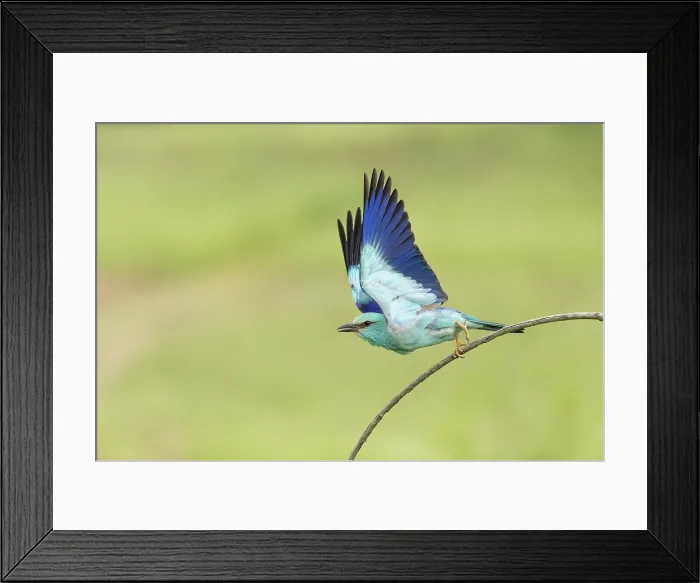 Framed Print : Adult European roller (Coracias garrulus) taking off from perch, Central Bulgaria, May 2025 Framed Print : Adult European roller (Coracias garrulus) taking off from perch, Central Bulgaria, May 2025