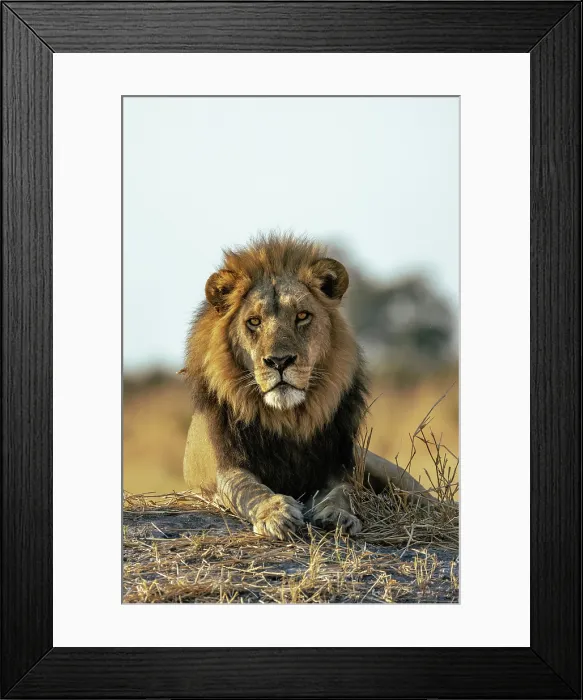 Framed Print : Male Lion lying on a mound in early light, Moremi Game Reserve, Okavango Delta, Botswana Framed Print : Male Lion lying on a mound in early light, Moremi Game Reserve, Okavango Delta, Botswana