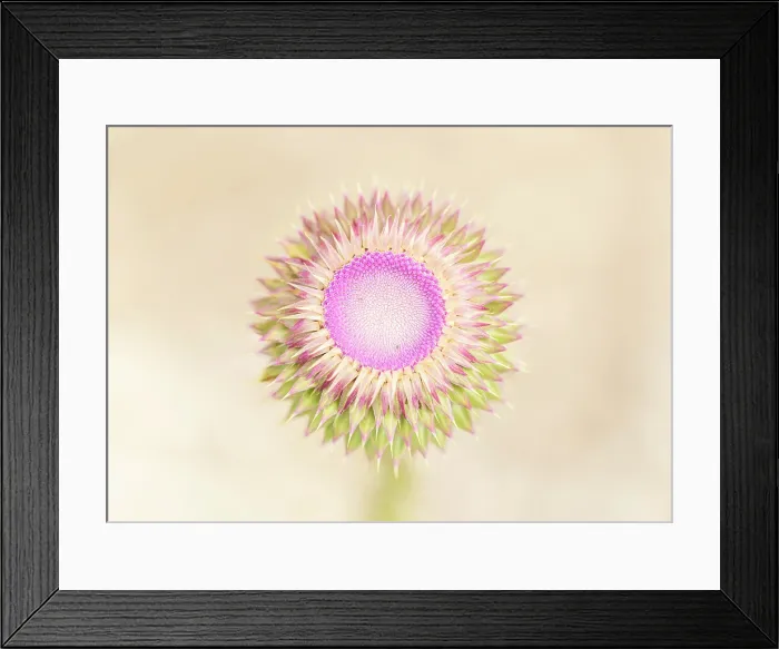 Framed Print : Musk Thistle (Carduus nutans) flower bud opening, Rhodope Mountains, Bulgaria, May 2025