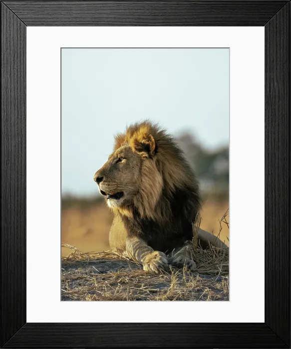 Framed Print : Male Lion lying on a mound in early light, Moremi Game Reserve, Okavango Delta, Botswana Framed Print : Male Lion lying on a mound in early light, Moremi Game Reserve, Okavango Delta, Botswana