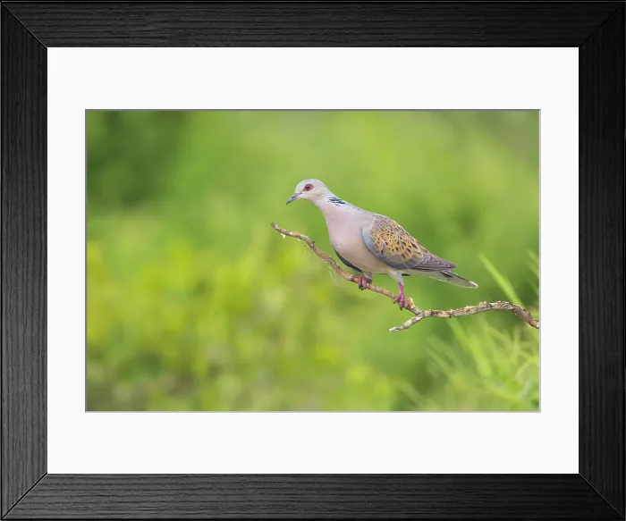 Framed Print : Turtle Dove (Streptopelia turtur), perched, Rhodope Mountains, Bulgaria, May 2025 Framed Print : Turtle Dove (Streptopelia turtur), perched, Rhodope Mountains, Bulgaria, May 2025