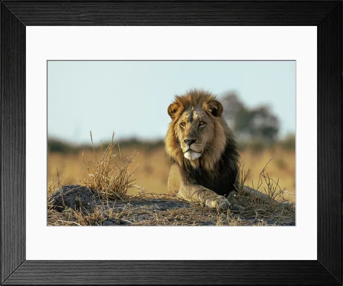 Framed Print : Male Lion lying on a mound in early light, Moremi Game Reserve, Okavango Delta, Botswana Framed Print : Male Lion lying on a mound in early light, Moremi Game Reserve, Okavango Delta, Botswana