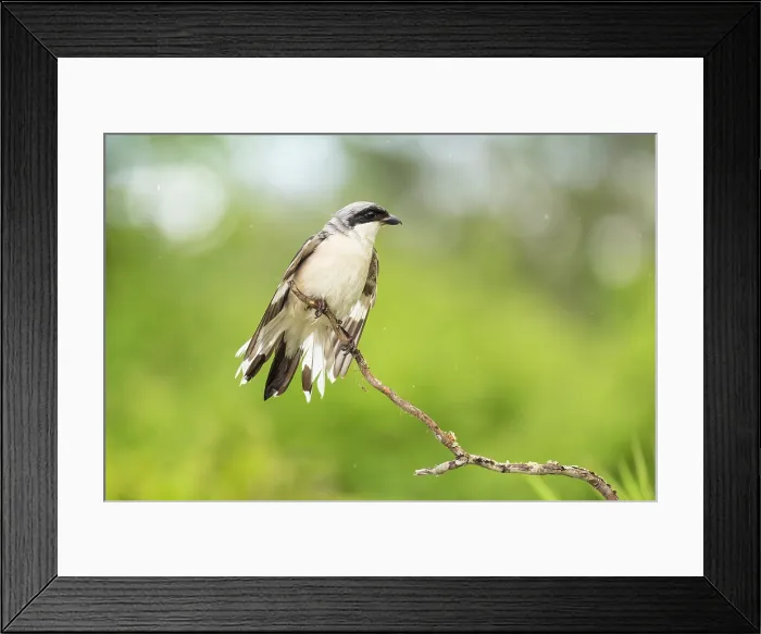 Framed Print : Lesser Grey Shrike (Lanius minor), perched and drying feathers after rainstorm, Rhodope Mountains, Bulgaria, May 2025 Framed Print : Lesser Grey Shrike (Lanius minor), perched and drying feathers after rainstorm, Rhodope Mountains, Bulgaria, May 2025