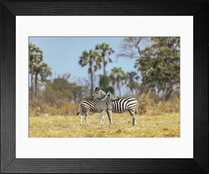 Framed Print : Zebra mother and calf, Moremi Game Reserve, Okavango Delta, Botswana Framed Print : Zebra mother and calf, Moremi Game Reserve, Okavango Delta, Botswana