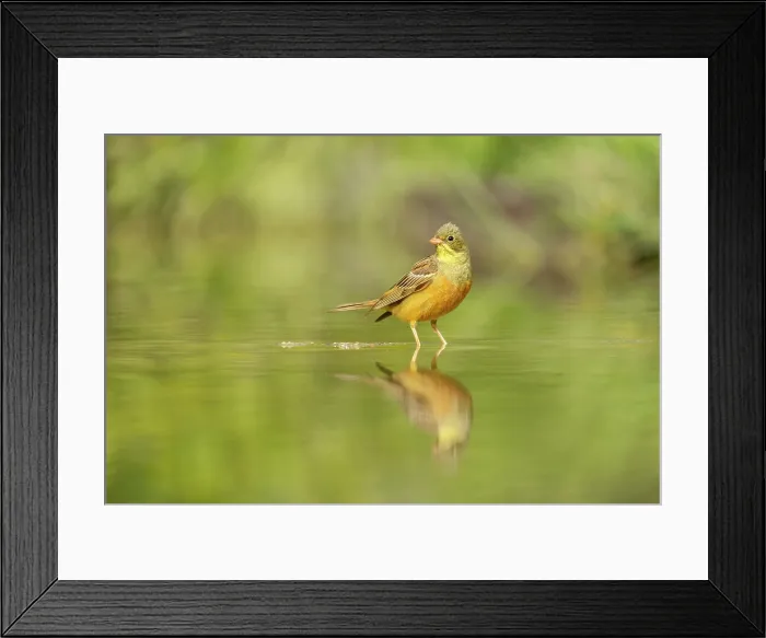 Framed Print : Ortolan Bunting (Emberiza hortulana), male at drinking pool, Rhodope Mountains, Bulgaria, May 2025 Framed Print : Ortolan Bunting (Emberiza hortulana), male at drinking pool, Rhodope Mountains, Bulgaria, May 2025