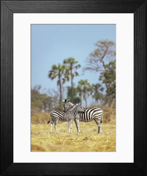 Framed Print : Zebra mother and calf, Moremi Game Reserve, Okavango Delta, Botswana