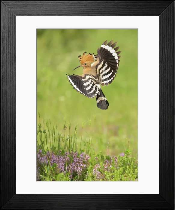 Framed Print : Hoopoe (Upupa epops) in flight, near Dimitrovgrad, Bulgaria, May 2025