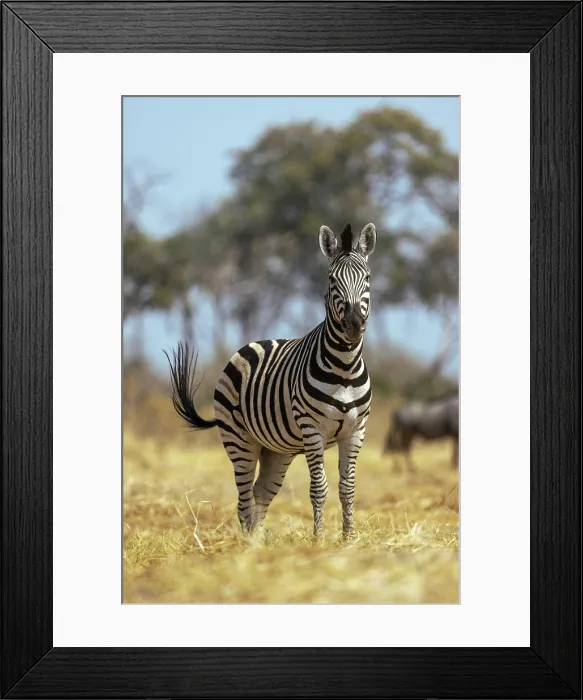 Framed Print : Zebra portrait, Moremi Game Reserve, Okavango Delta, Botswana Framed Print : Zebra portrait, Moremi Game Reserve, Okavango Delta, Botswana