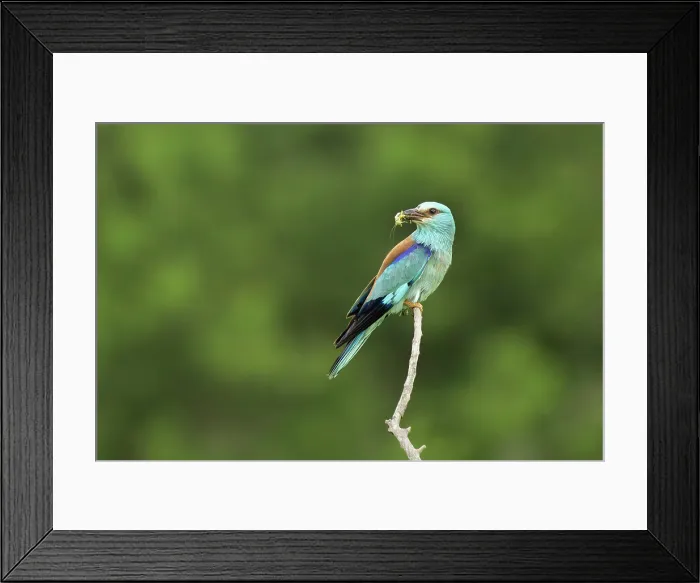 Framed Print : Adult European roller (Coracias garrulus) perched with prey, Central Bulgaria, May 2025 Framed Print : Adult European roller (Coracias garrulus) perched with prey, Central Bulgaria, May 2025