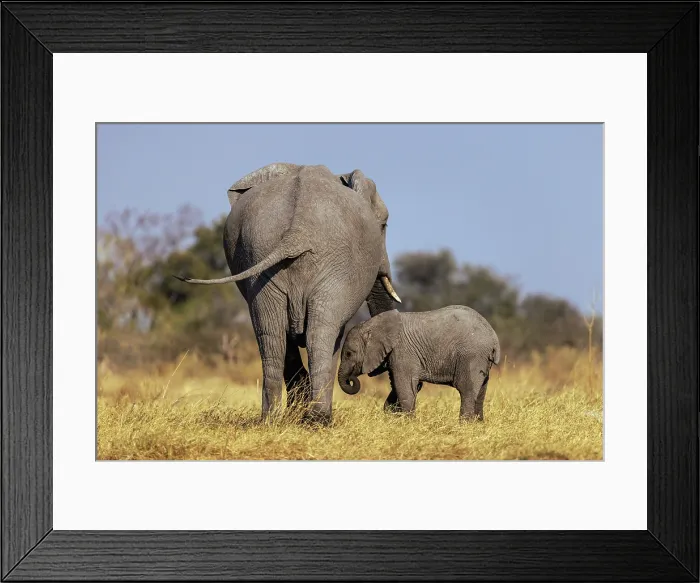 Framed Print : Elephant mother and calf, Moremi Game Reserve, Okavango Delta, Botswana Framed Print : Elephant mother and calf, Moremi Game Reserve, Okavango Delta, Botswana