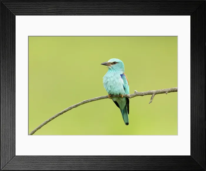 Framed Print : Adult European roller (Coracias garrulus) perched, Central Bulgaria, May 2025 Framed Print : Adult European roller (Coracias garrulus) perched, Central Bulgaria, May 2025
