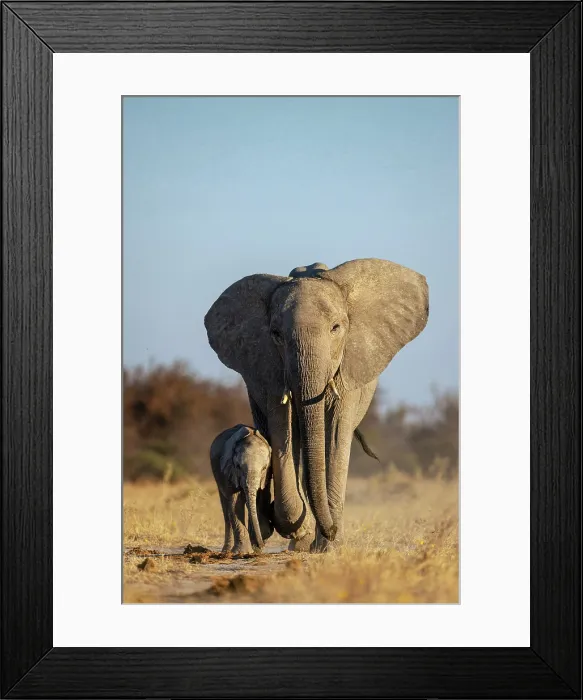 Framed Print : Mother Elephant walking with a Calf, Nxai Pan National Park, Botswana Framed Print : Mother Elephant walking with a Calf, Nxai Pan National Park, Botswana