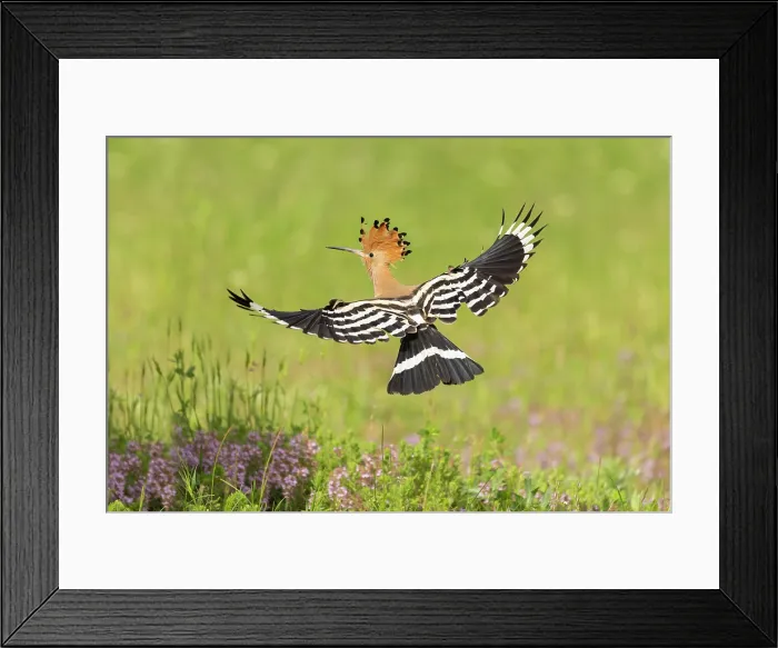 Framed Print : Hoopoe (Upupa epops) in flight, near Dimitrovgrad, Bulgaria, May 2025