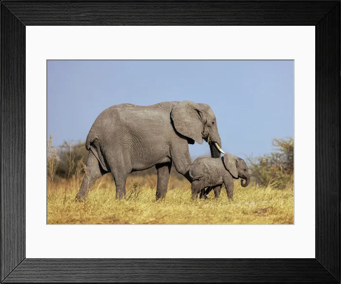 Framed Print : Elephant mother and calf, Moremi Game Reserve, Okavango Delta, Botswana