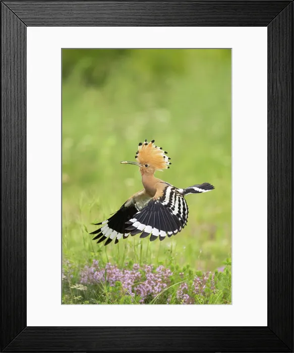 Framed Print : Hoopoe (Upupa epops) returning to nest with food, near Dimitrovgrad, Bulgaria, May 2025 Framed Print : Hoopoe (Upupa epops) returning to nest with food, near Dimitrovgrad, Bulgaria, May 2025