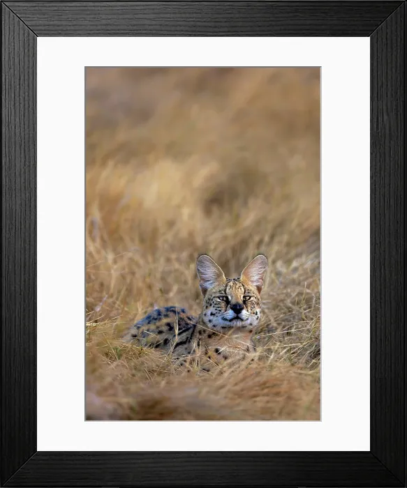 Framed Print : Serval lying in the grass, Moremi Game Reserve, Okavango Delta, Botswana Framed Print : Serval lying in the grass, Moremi Game Reserve, Okavango Delta, Botswana