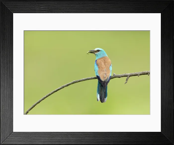 Framed Print : Adult European roller (Coracias garrulus) perched with prey, Central Bulgaria, May 2025 Framed Print : Adult European roller (Coracias garrulus) perched with prey, Central Bulgaria, May 2025
